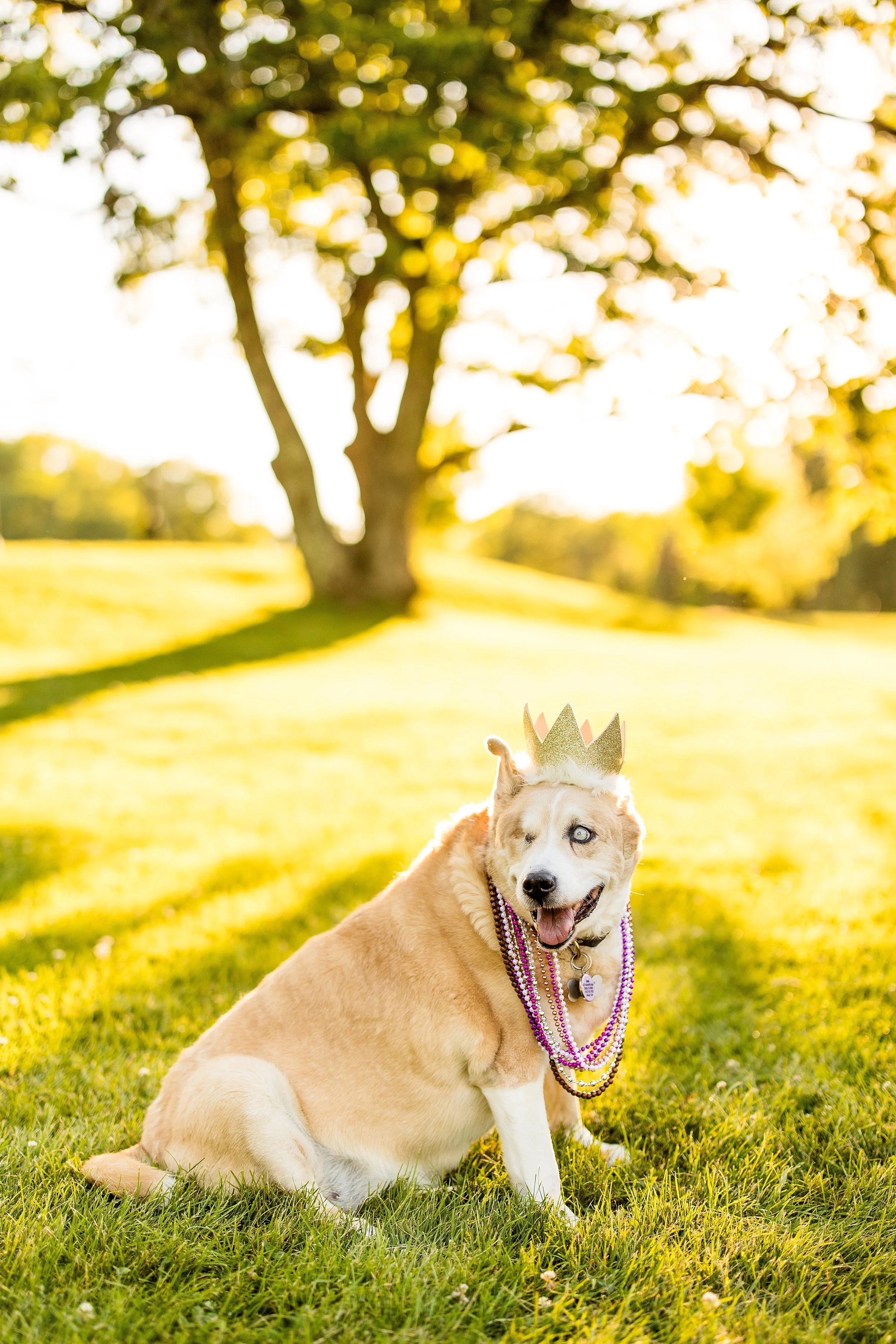 pet photographer pittsburgh, dog photographer pittsburgh, dog birthday photos, dog cake smash photo session