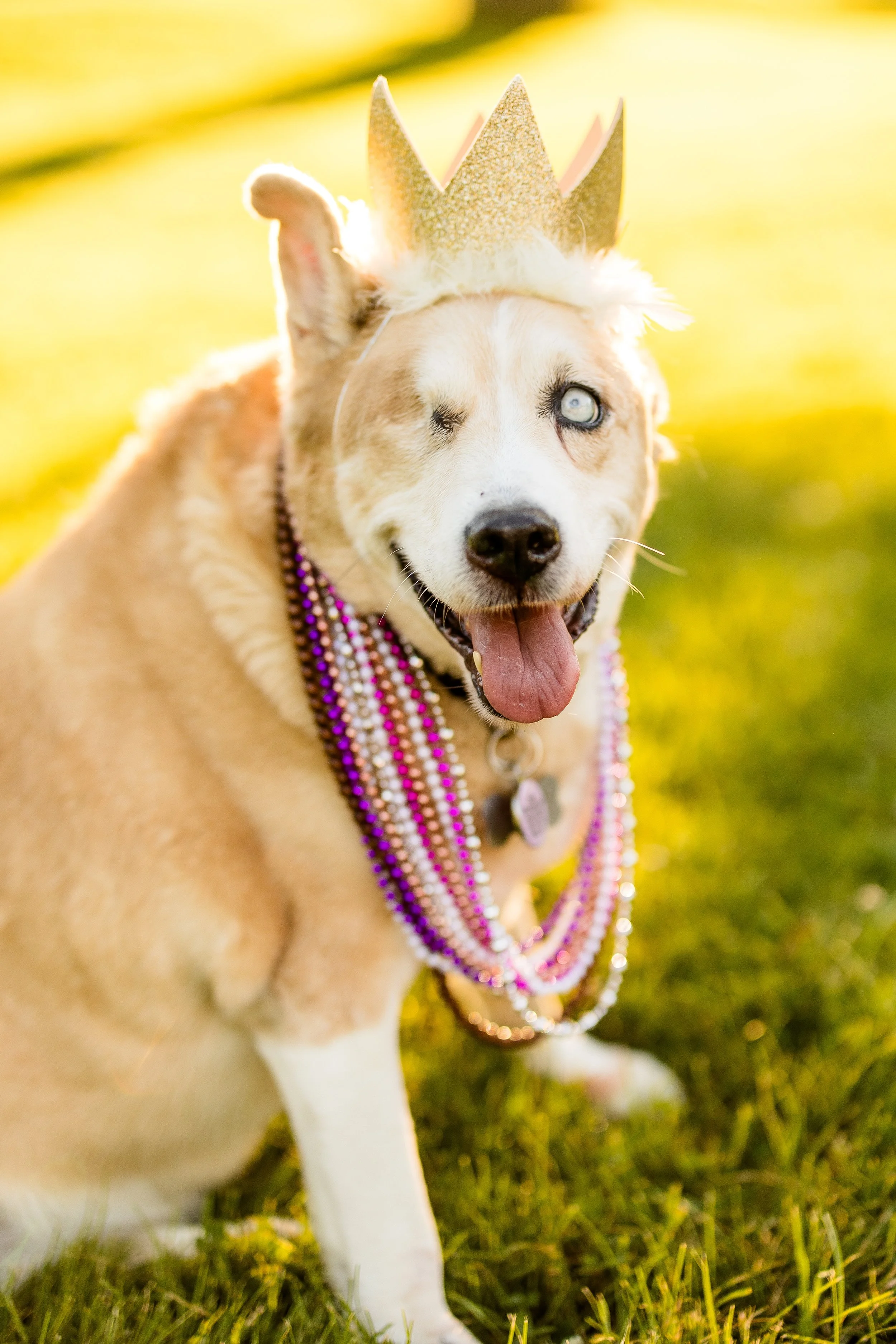 pet photographer pittsburgh, dog photographer pittsburgh, dog birthday photos, dog cake smash photo session