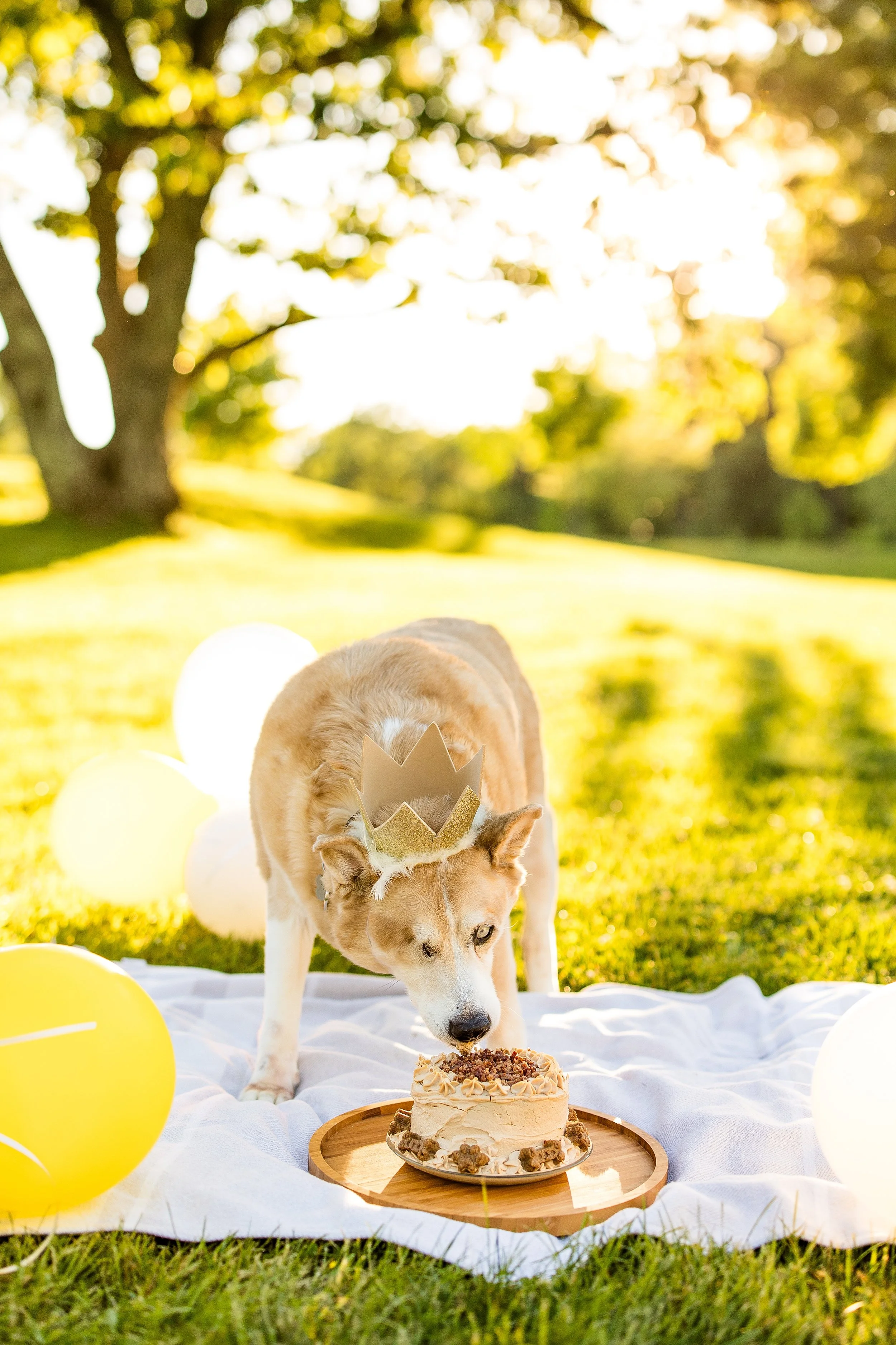 pet photographer pittsburgh, dog photographer pittsburgh, dog birthday photos, dog cake smash photo session