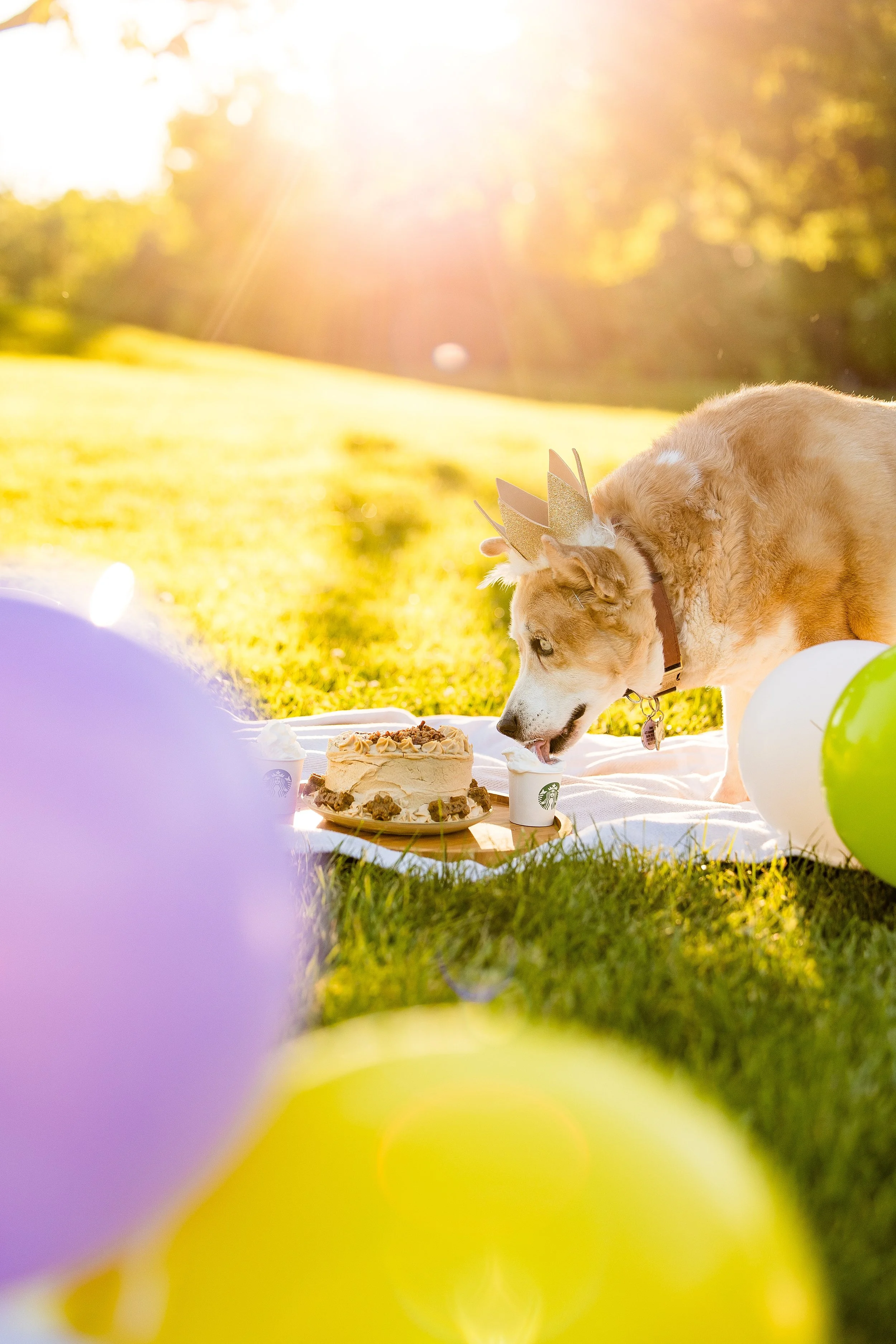 pet photographer pittsburgh, dog photographer pittsburgh, dog birthday photos, dog cake smash photo session