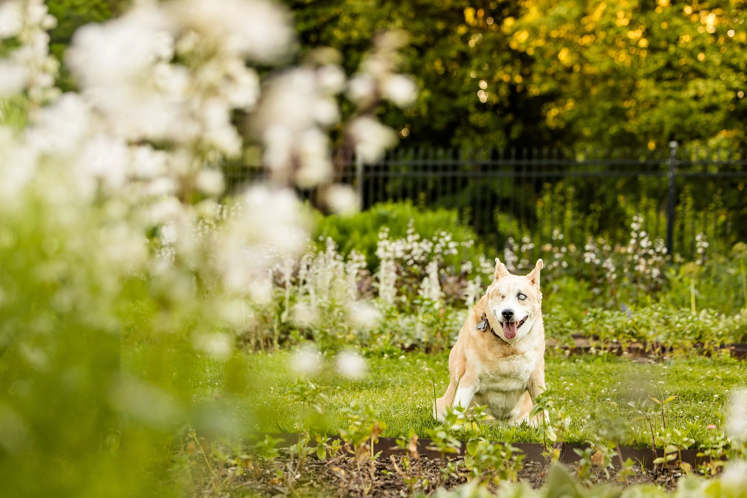 pet photographer pittsburgh, dog photographer pittsburgh, dog birthday photos, dog cake smash photo session
