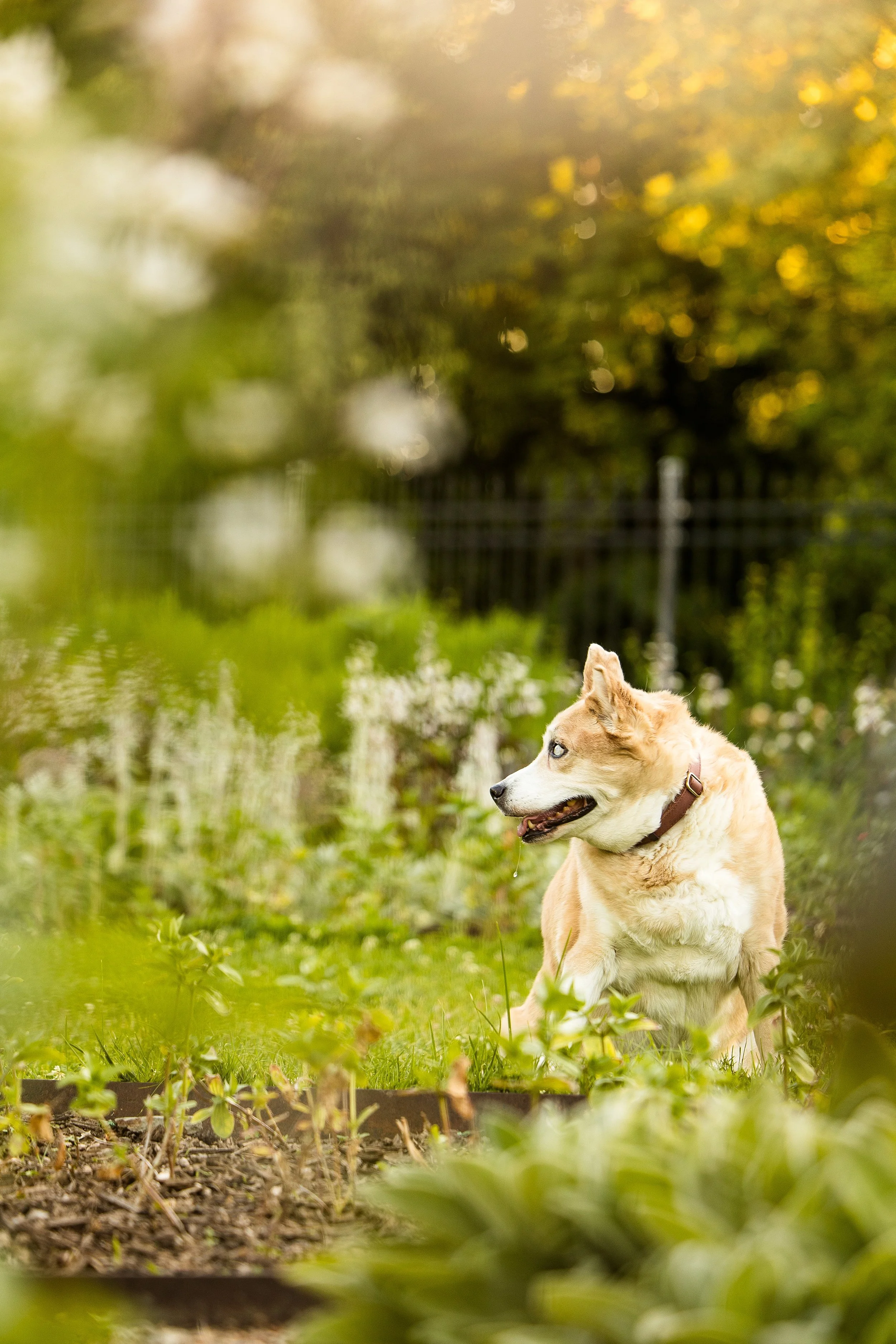 pet photographer pittsburgh, dog photographer pittsburgh, dog birthday photos, dog cake smash photo session