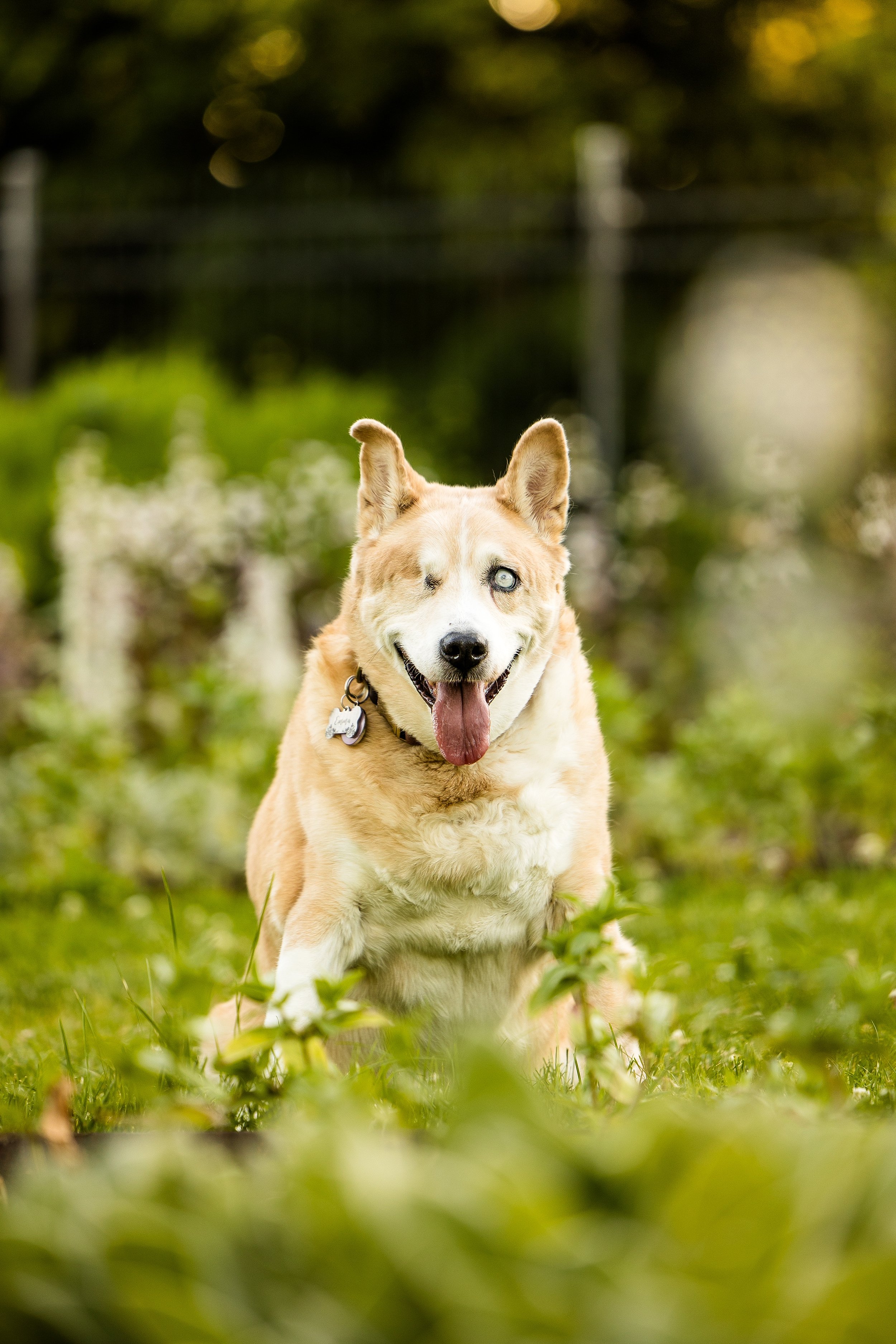 pet photographer pittsburgh, dog photographer pittsburgh, dog birthday photos, dog cake smash photo session