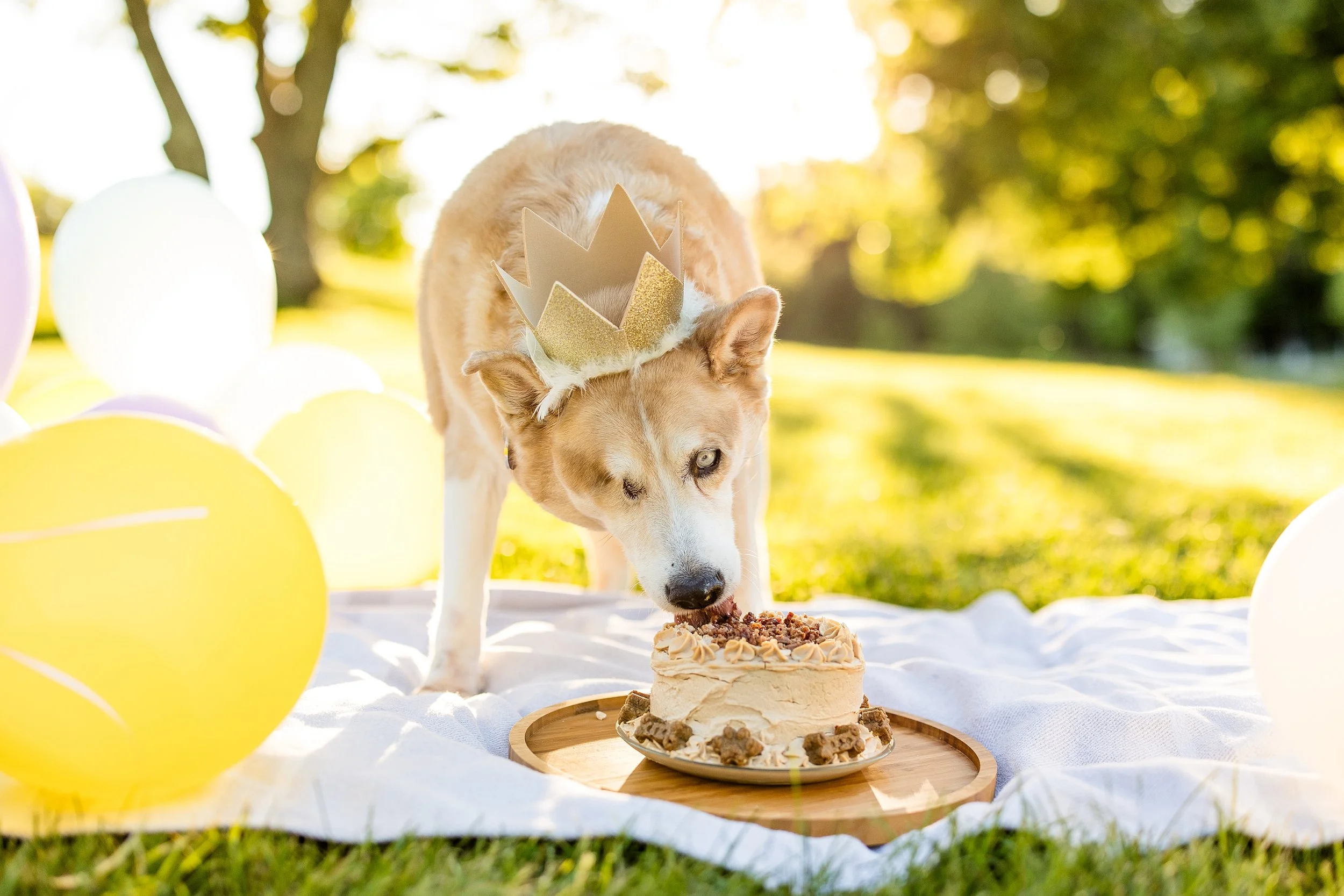 Birthday Dog Photos at Hartwood Acres Mansion