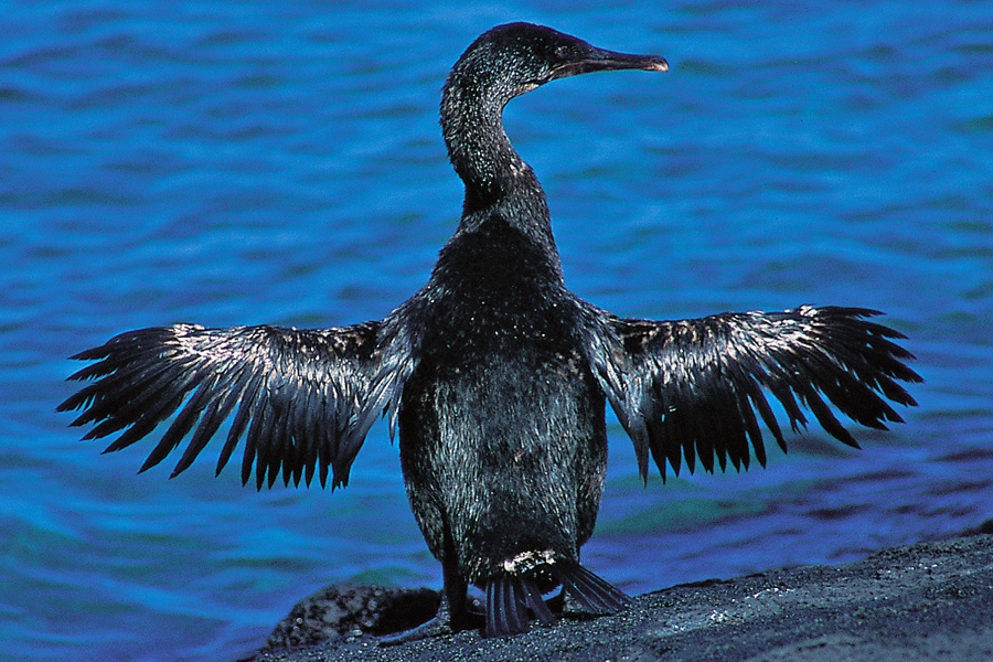 Art-Cormorant.png