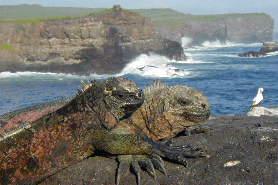 MarineIguana1280x960.png