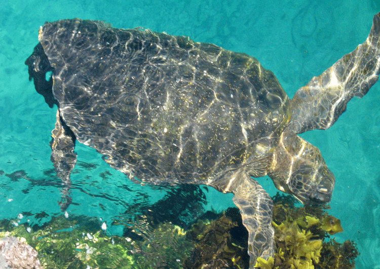 SeaTurtle750x530.png