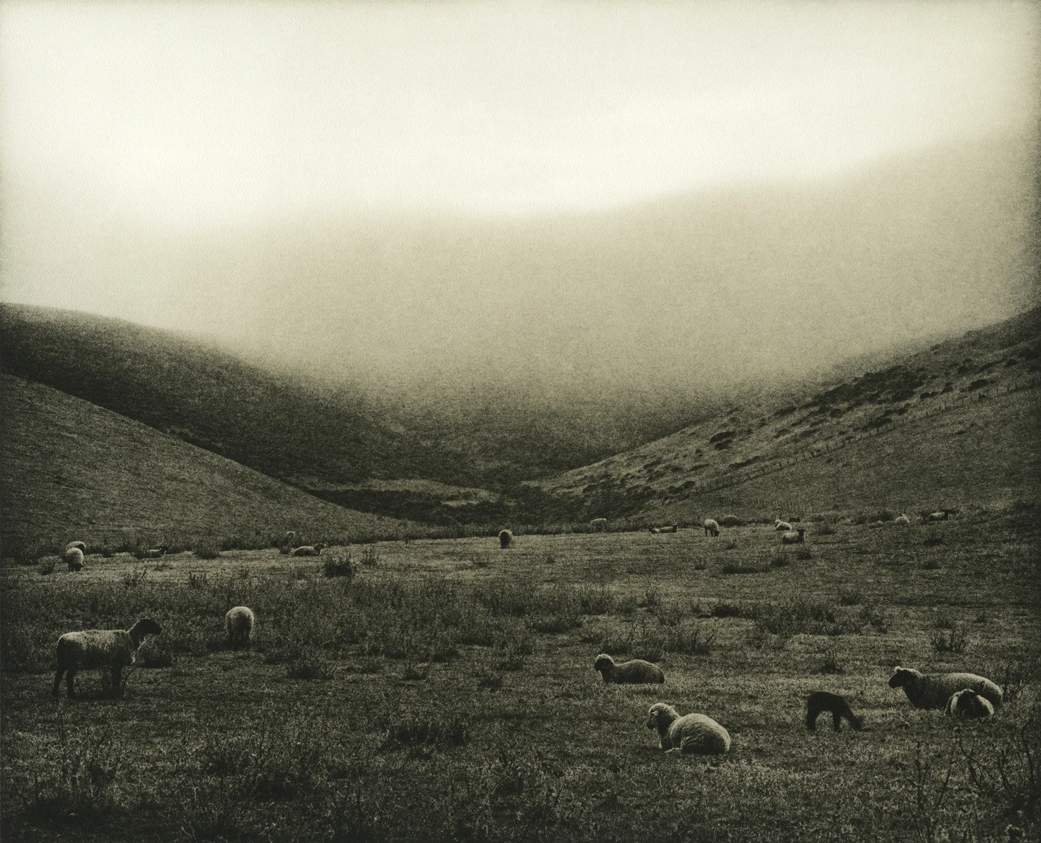 Pasture