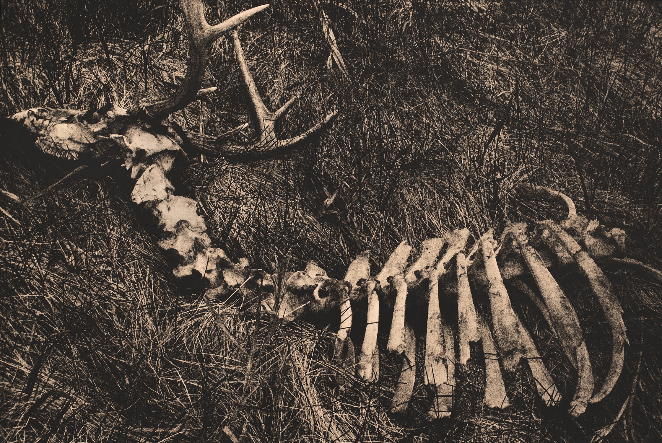   Deer Bones  