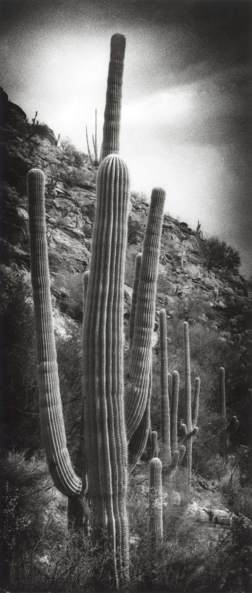   Saguaro (variaton)  