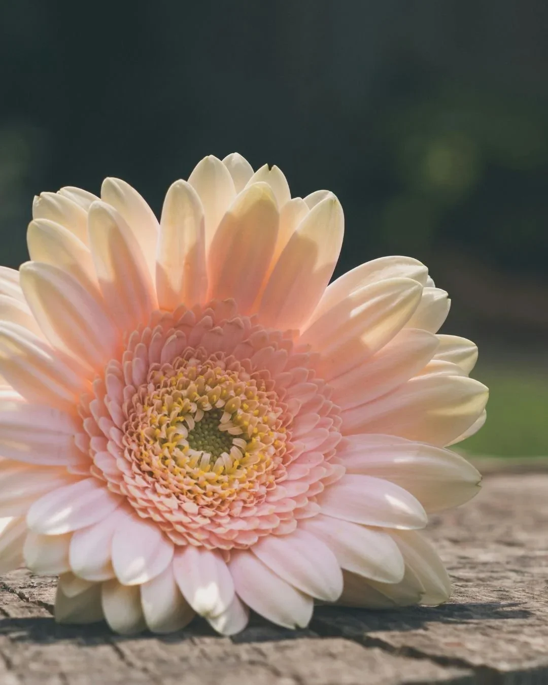 4/22 Protect Your Energy Official Book Launch Event in conversation with Devi Brown at Rituel