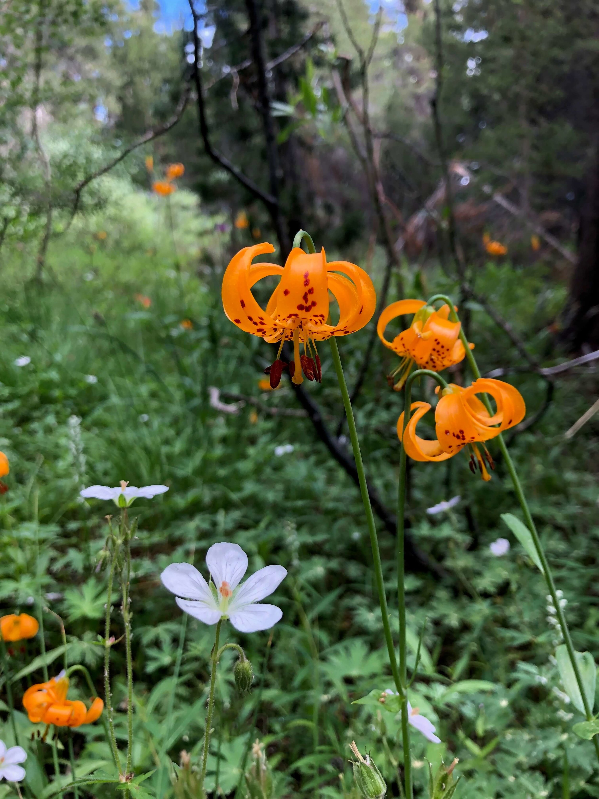 Wildflowers in July 