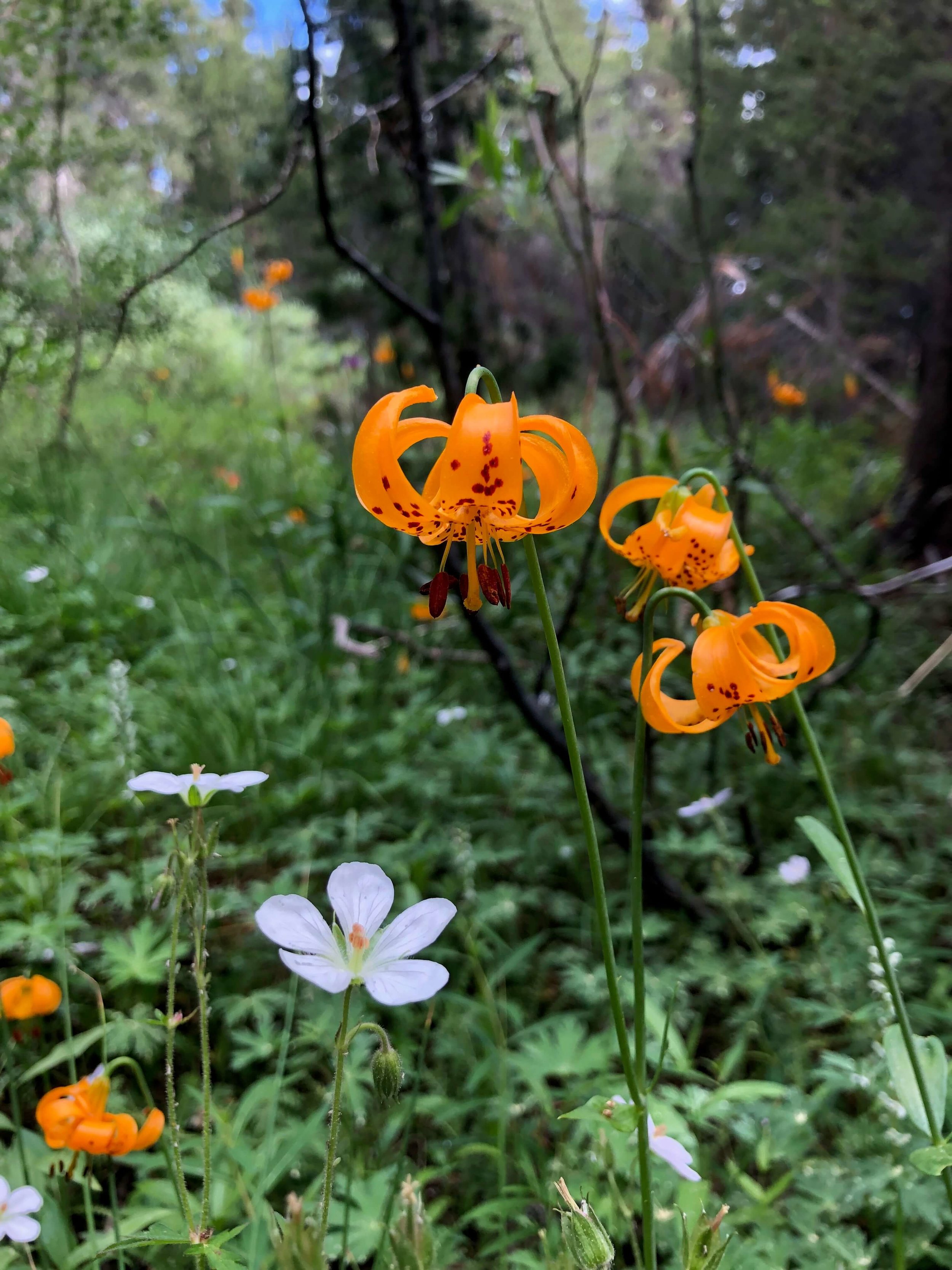 Wildflowers in July