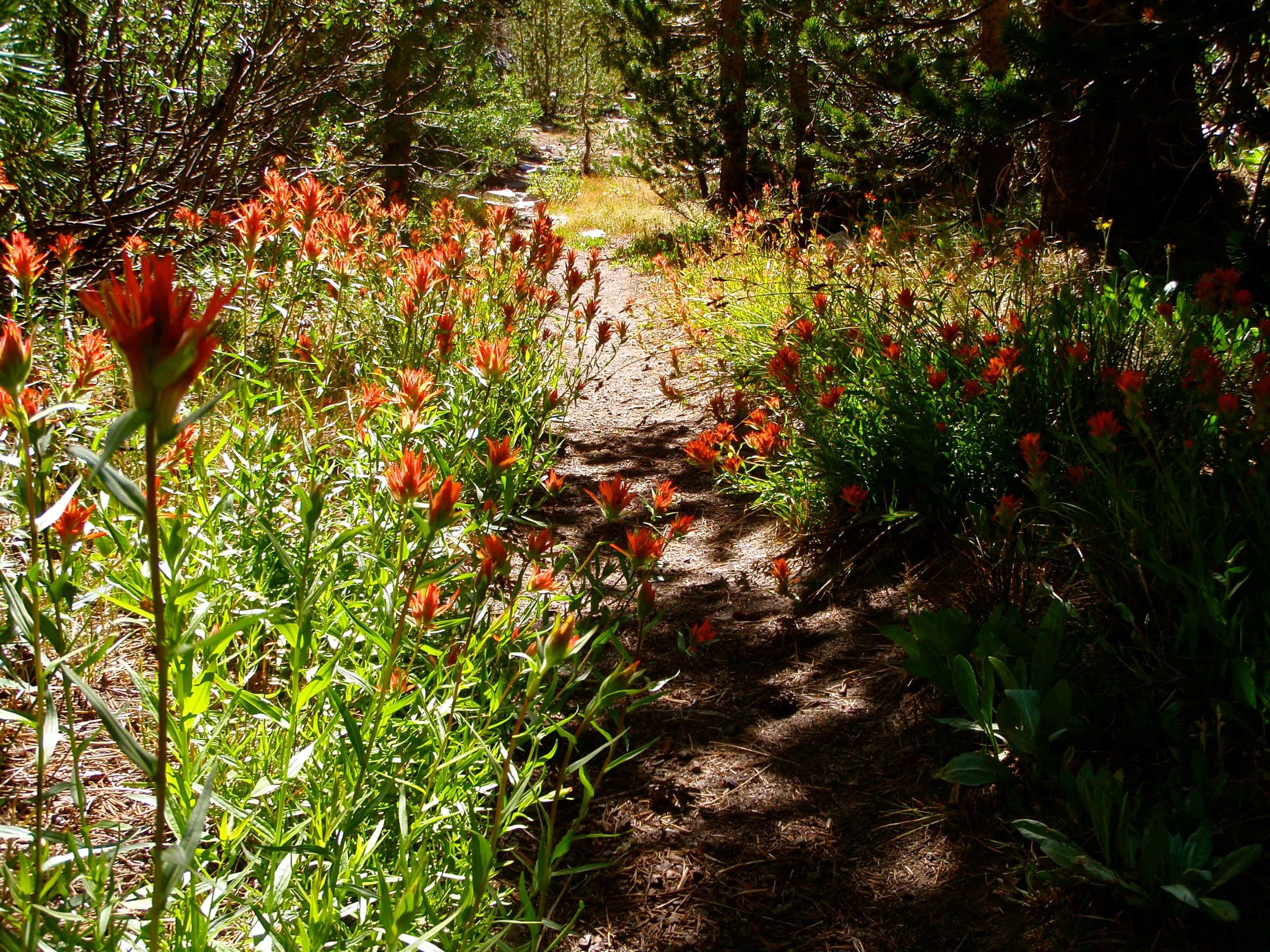 Wildflowers in July 