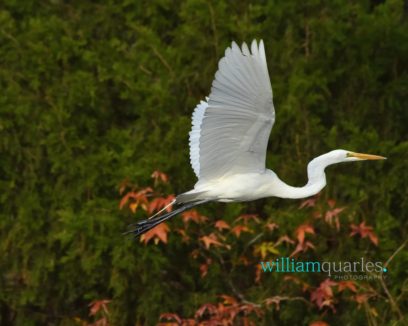 1140RL.jpg