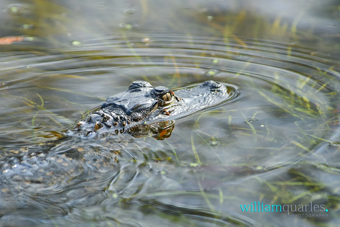 HHgatorscared1254-R.jpg