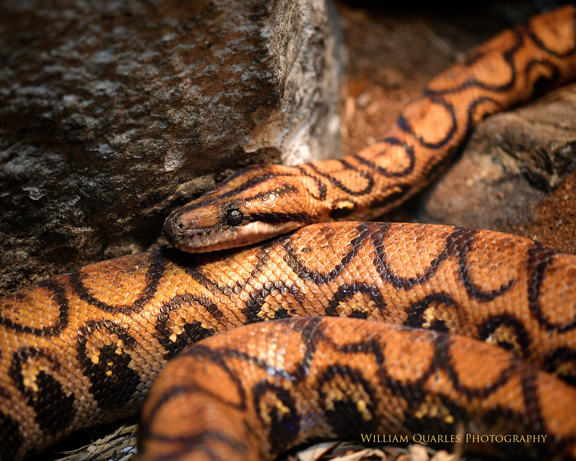 MyrtleSnake6111.jpg