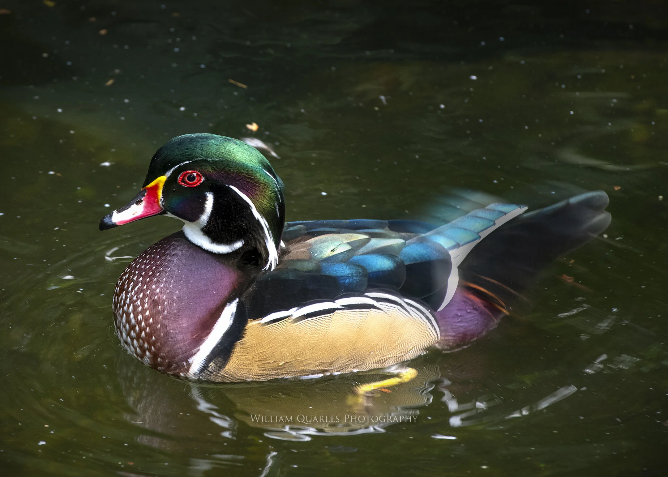 Duck_5375.jpg
