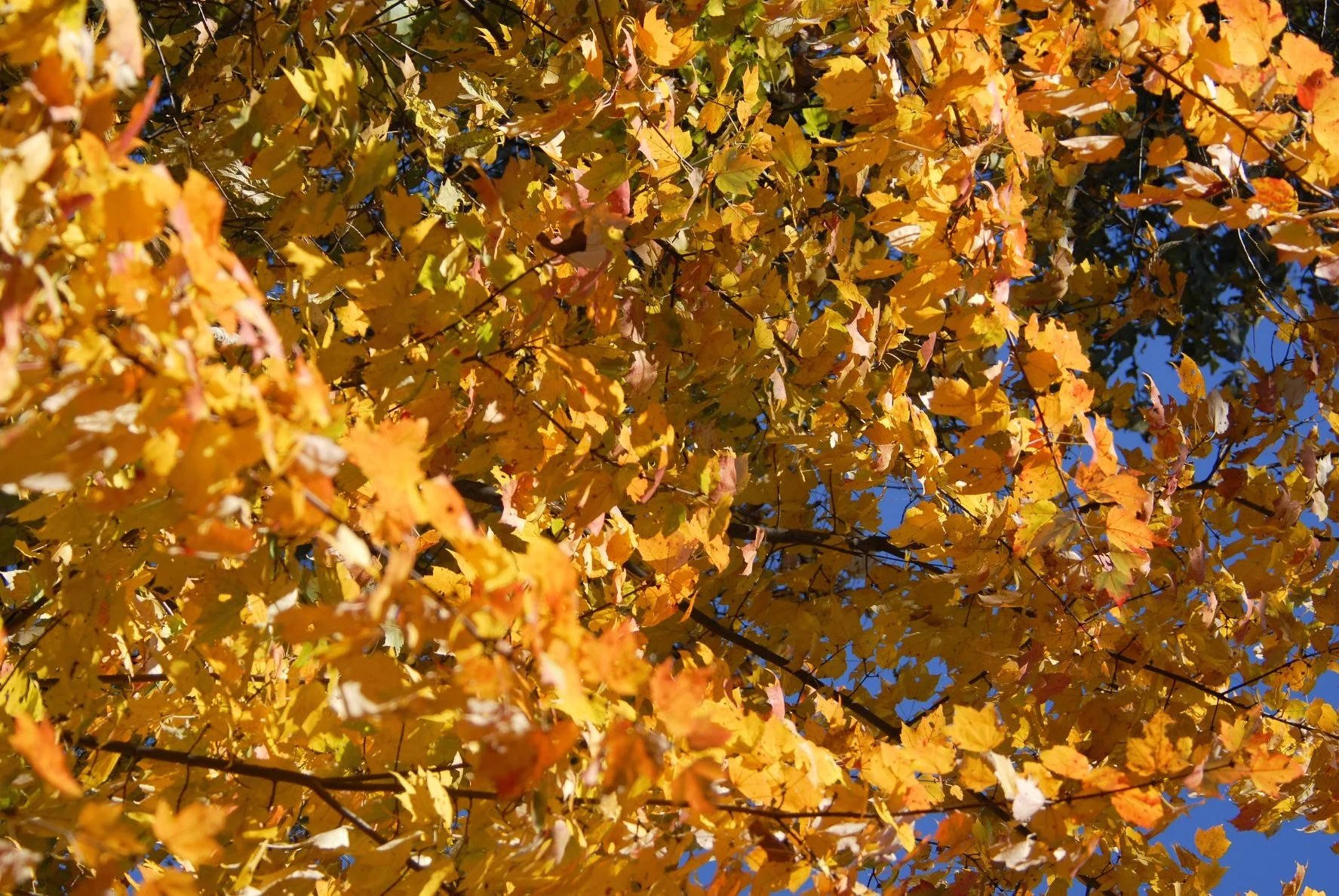 _DSC0010William Quarles Photography.JPG
