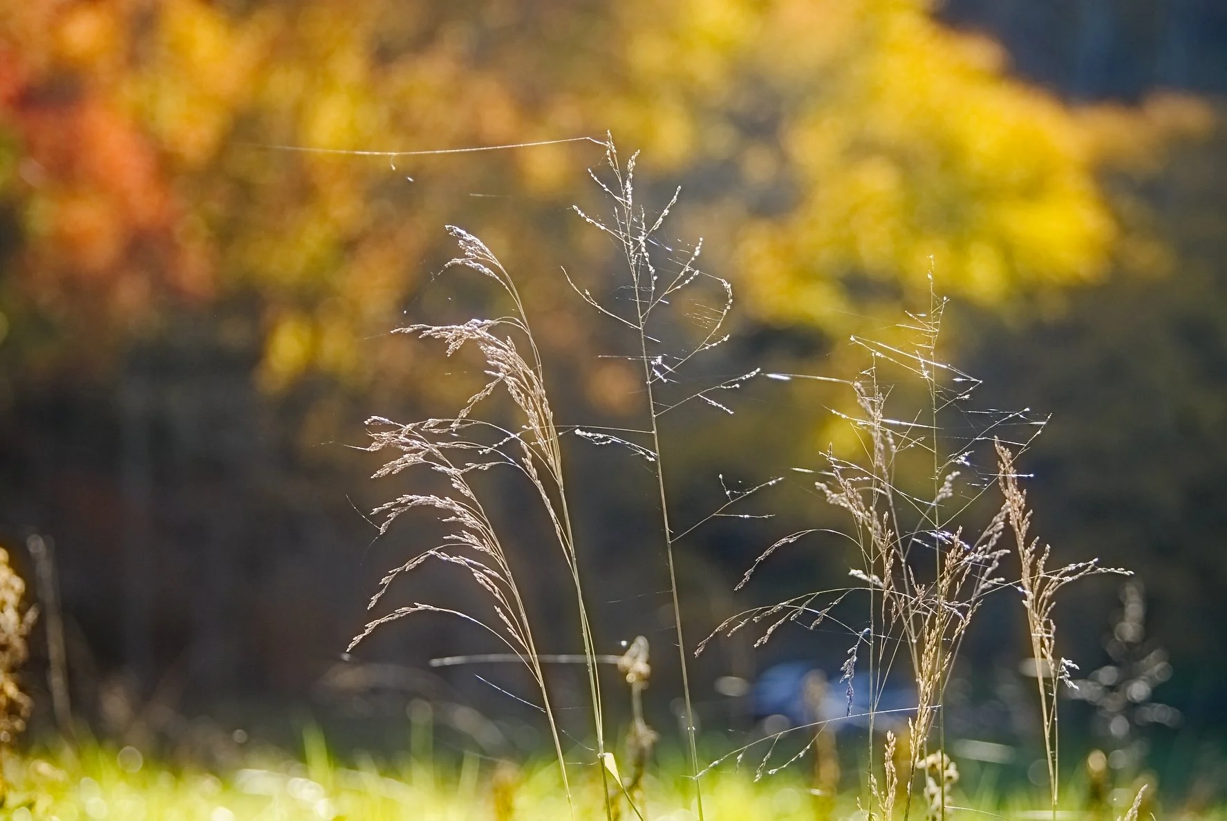 _DSC0075William Quarles Photography.JPG