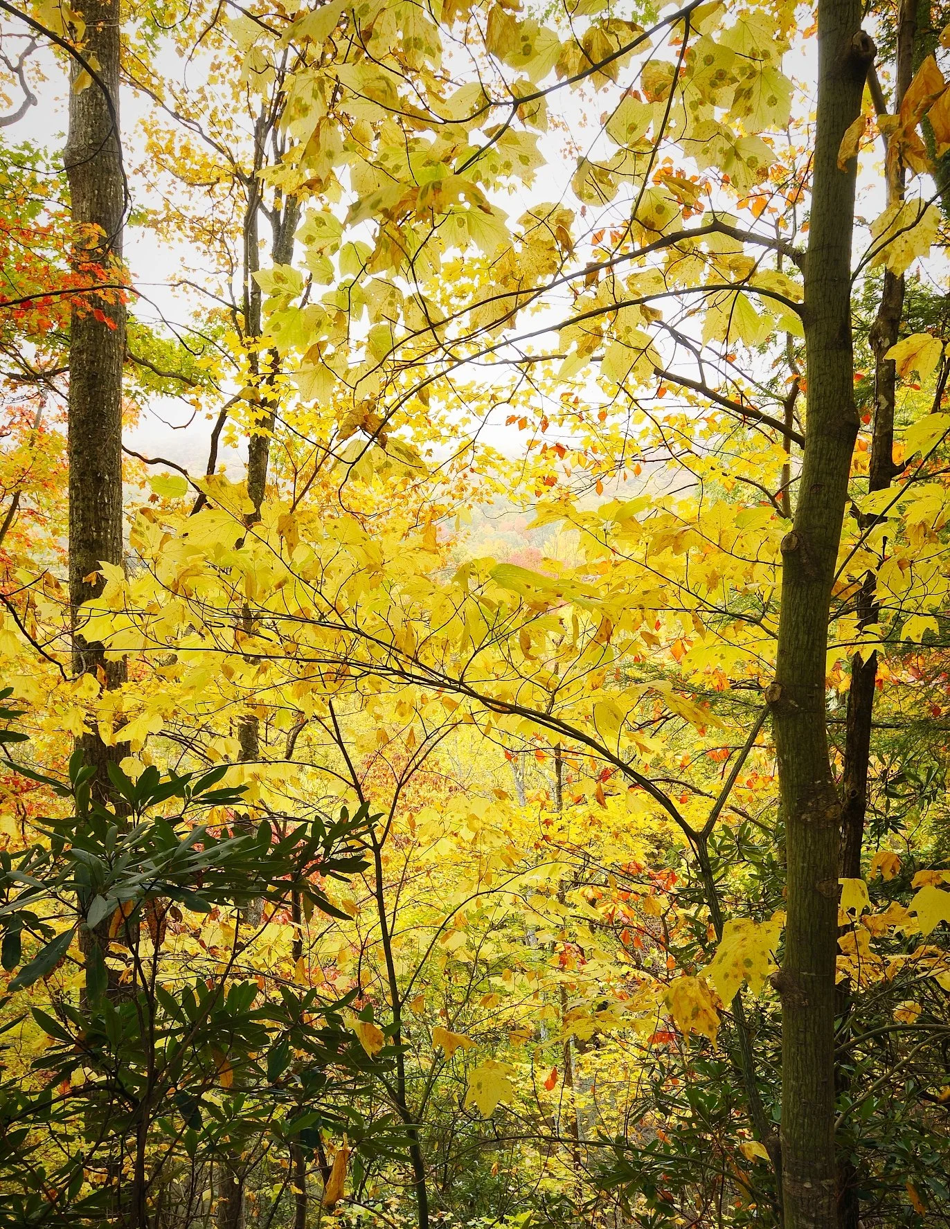 _DSC5337William Quarles Photography.JPG