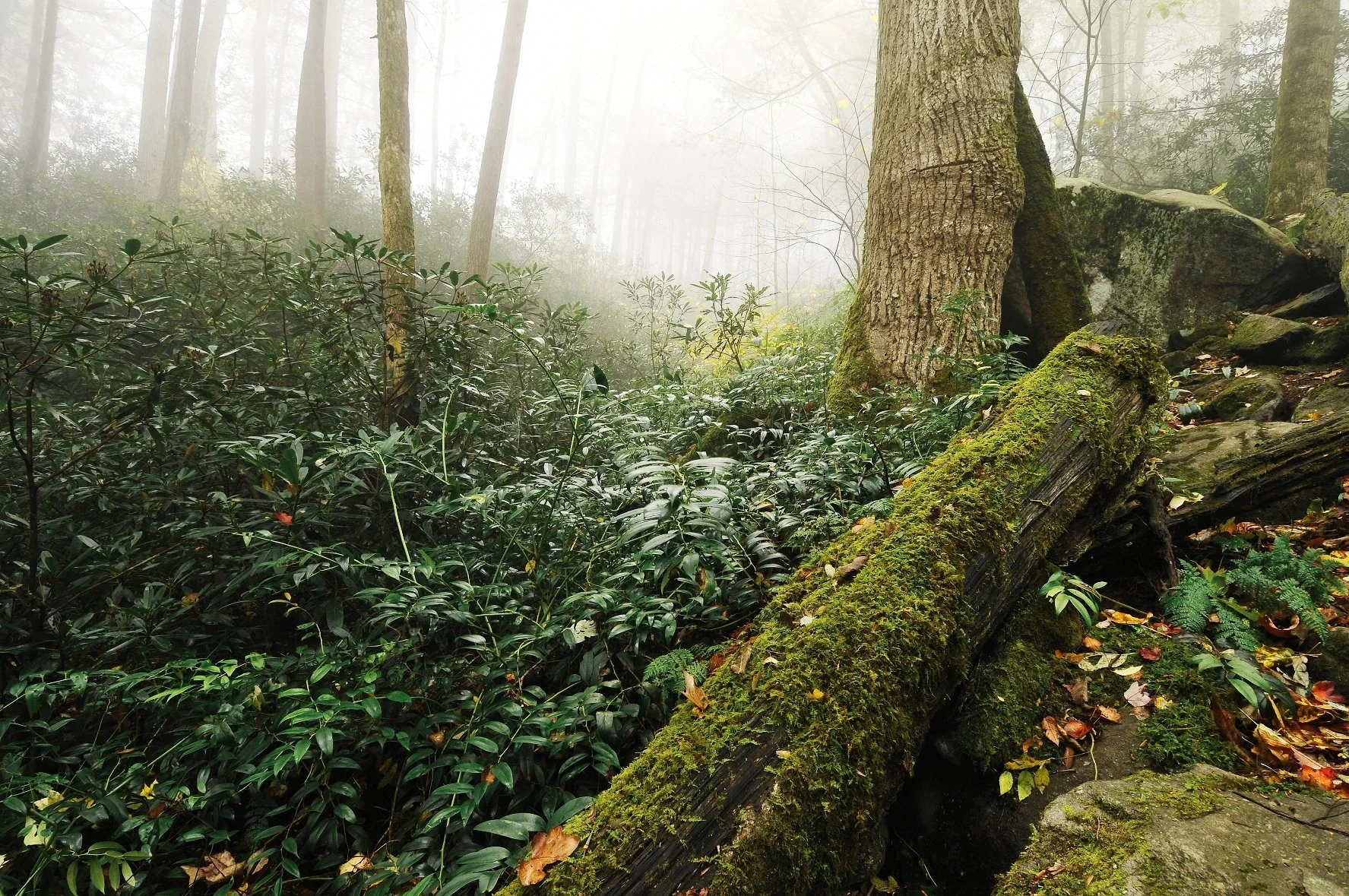 _DSC5356William Quarles Photography.JPG
