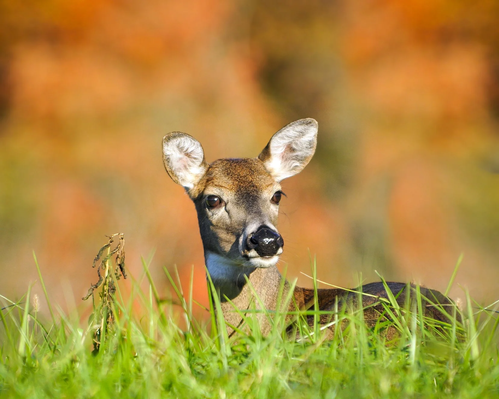 _DSC5622William Quarles Photography copy.jpg