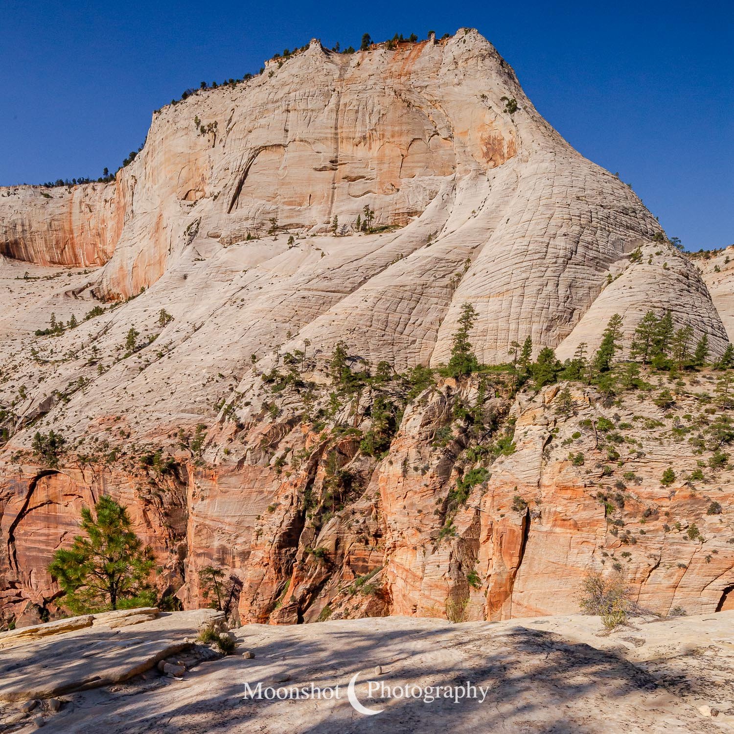 Mesa