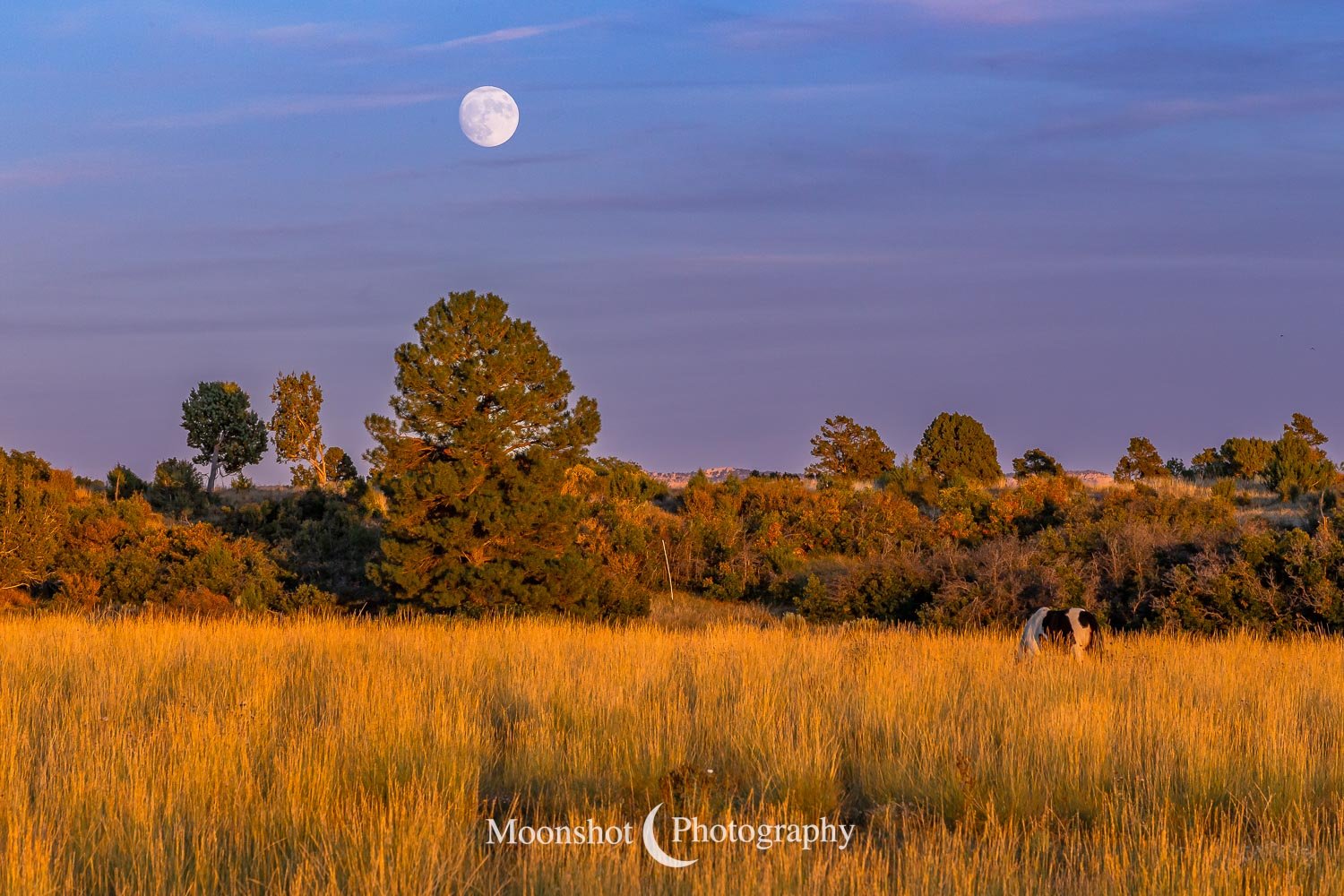 Moon Over Pasture