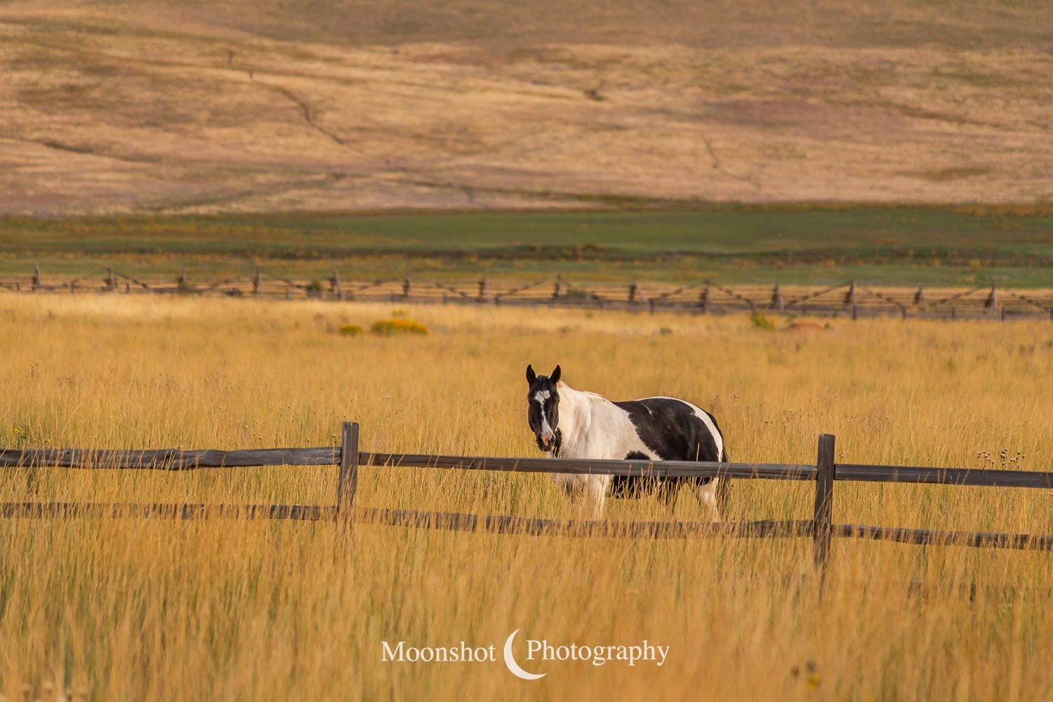 Paint Horse