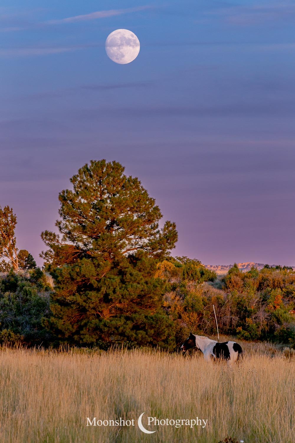 Horse and Moon