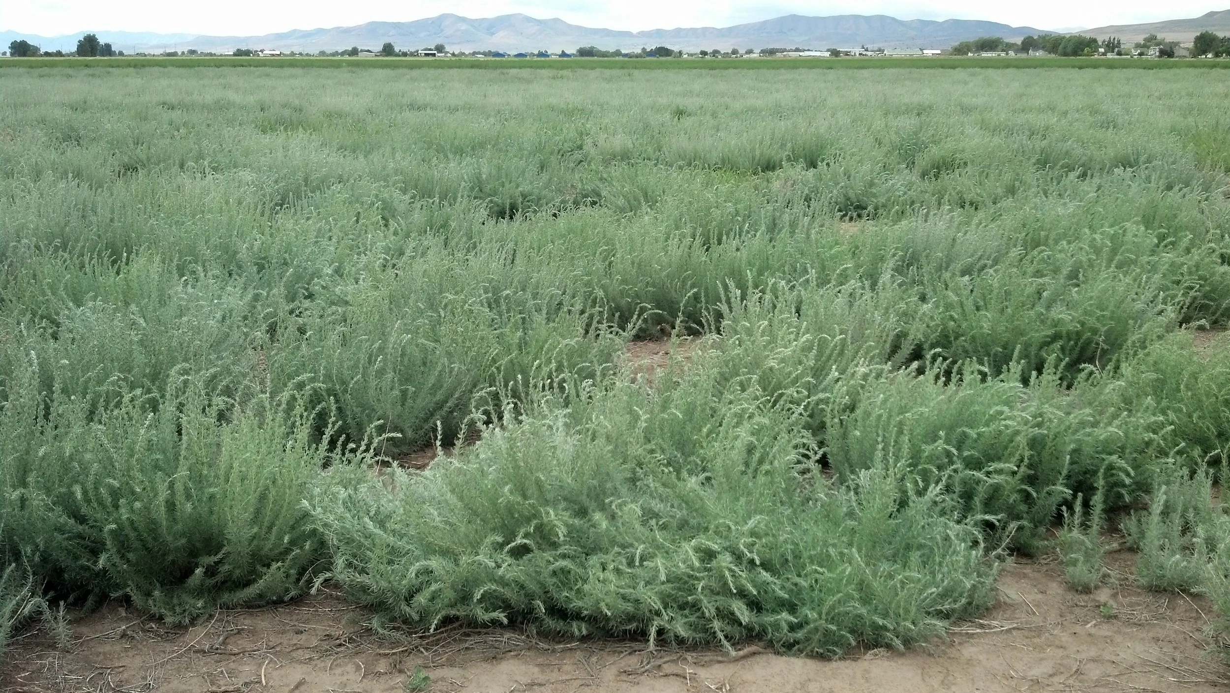Kochia 1.jpg