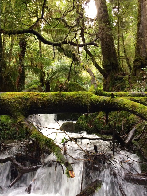 Yarra Ranges National Park
