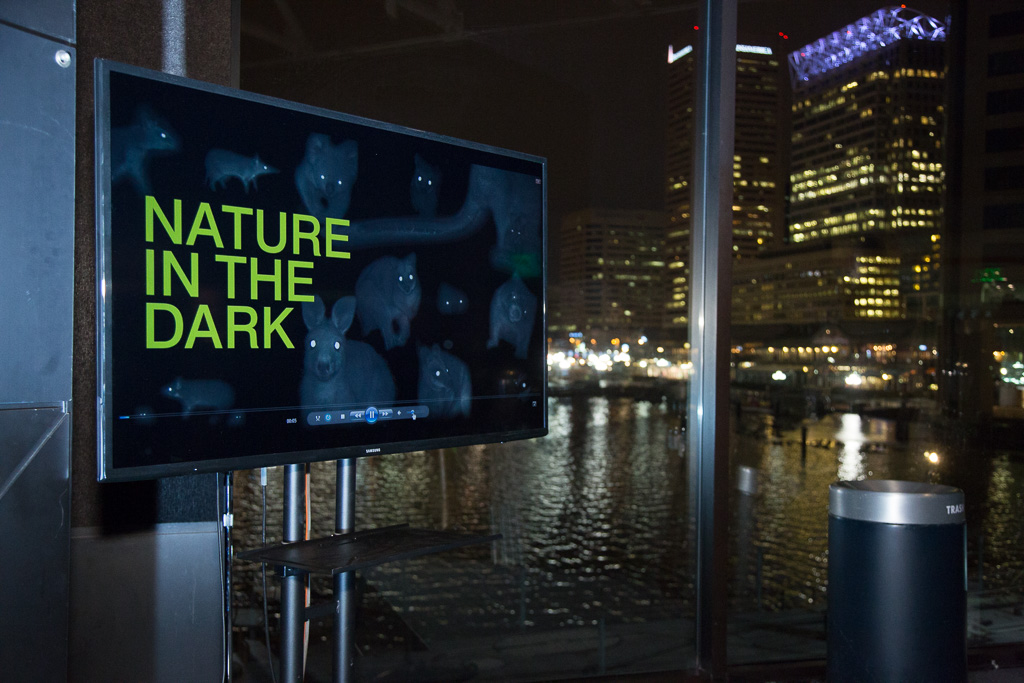 Enter a world where art and science converge and the comfortingly familiar becomes surprisingly foreign. Showcasing animal life from Victoria, Australia, Nature in the Dark ( NITD ) invites international artists to create video works inspired by ecological habitat surveys from the state’s national parks. Video and photographs originally used by scientists to identify animals and measure population sizes are creatively repurposed into intriguing video art. The resulting collaborative works offer new perspectives of the environments around us. NITD has produced two editions exhibited in Melbourne, Australia, and Baltimore, Maryland, respectively. The survey photographs used in the first NITD series originate from studies on the long term effects of the absence or presence of fire on wildlife in Bunyip State Park and Wombat State Forest in Victoria. Information is collected by employing motion-triggered cameras through the Victorian National Park Association’s (VNPA) CaughtOnCamera program. Data for the NITD marine series is sourced from VNPA’s Reef Watch project which explores underwater environments along the Victorian coastline. Photo credits: Tracey Brown, on behalf of National Aquarium.