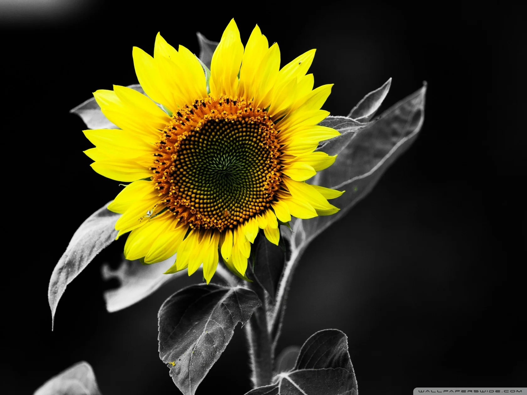 sunflower_black_and_white-wallpaper-1680x1260 (1).jpg