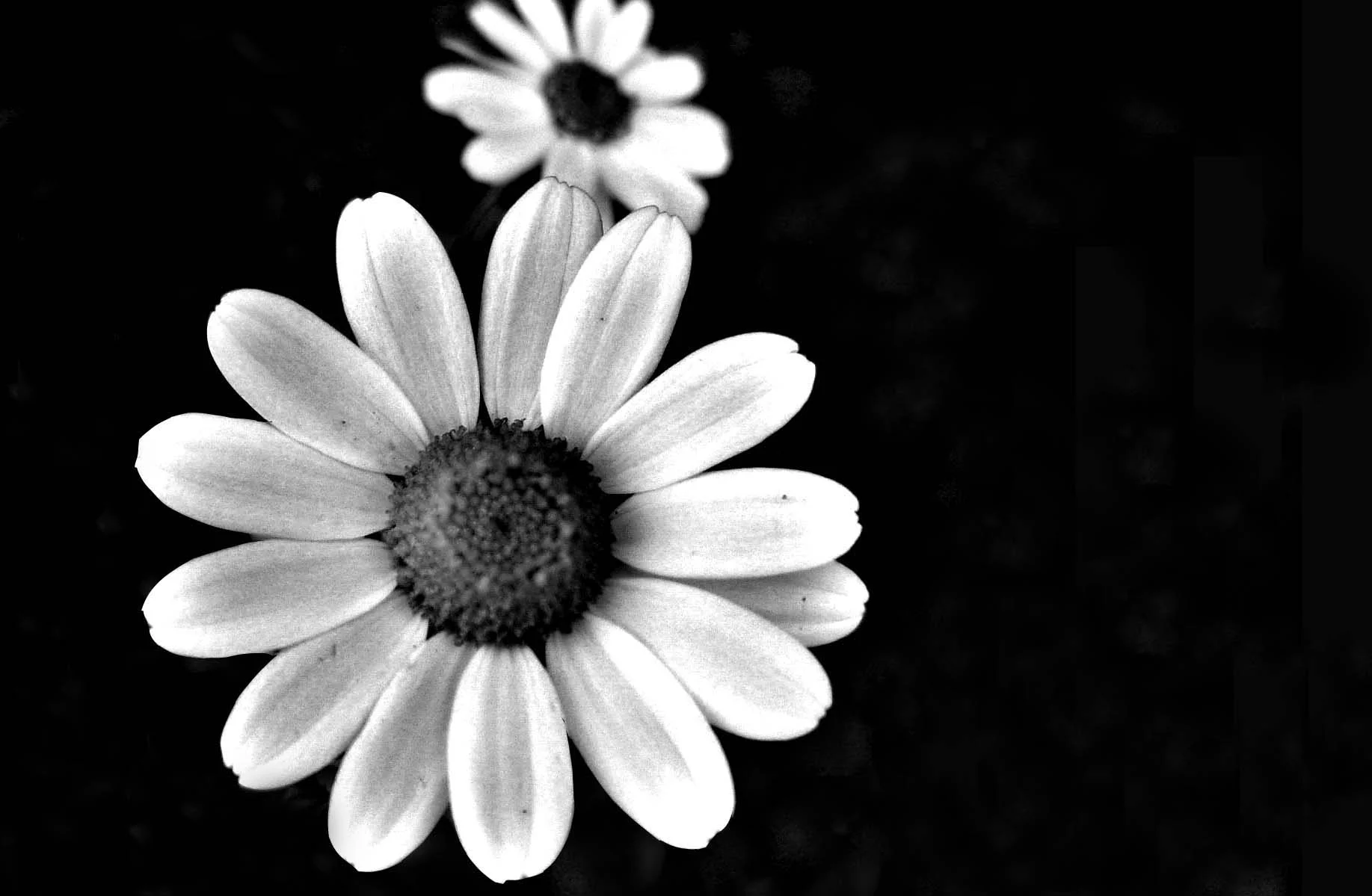 black-and-white-flower-images-2.jpg