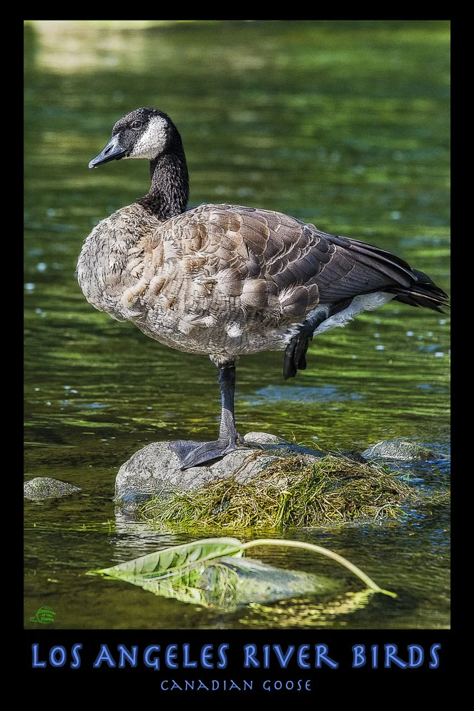 Los Angeles River River Birds - Canadian Goose