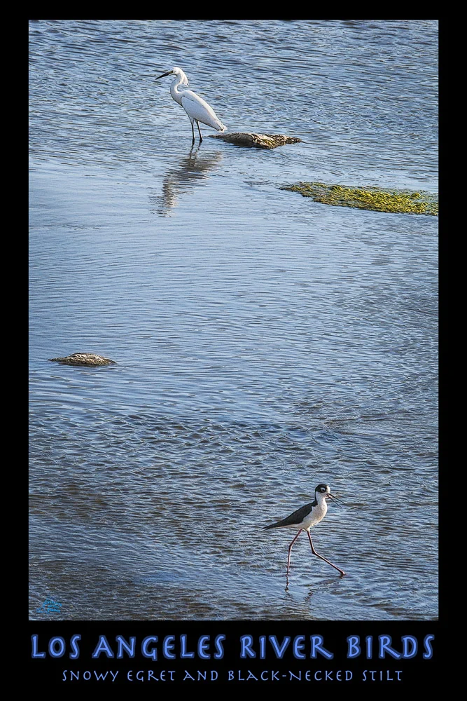 Los Angeles River River Birds - Snowy Egret and Stilt