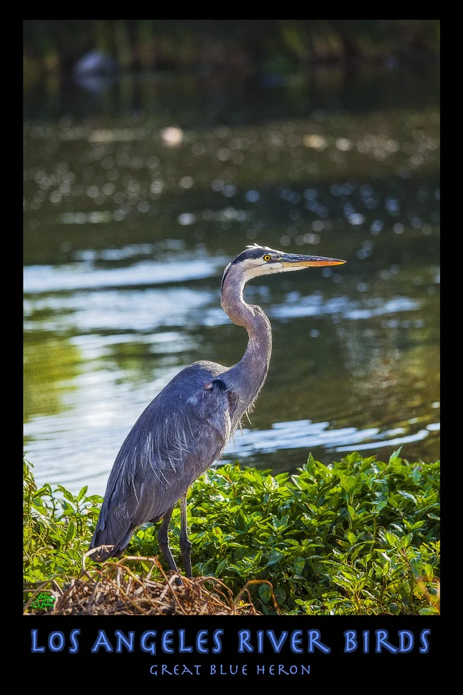 Los Angeles River River Birds - Great Blue Heron