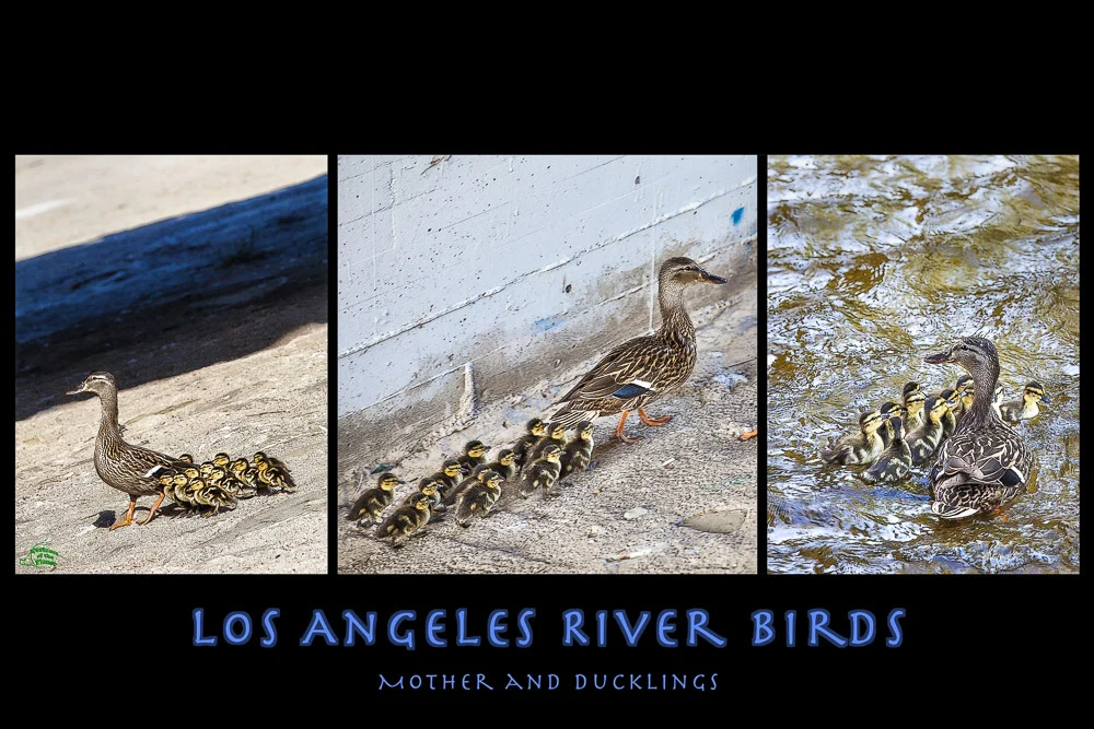 Los Angeles River River Birds - Mother and Ducklings