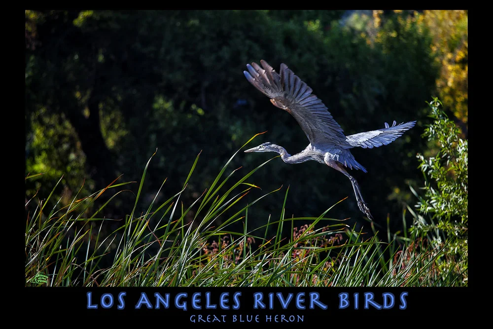 Los Angeles River River Birds - Great Blue Heron