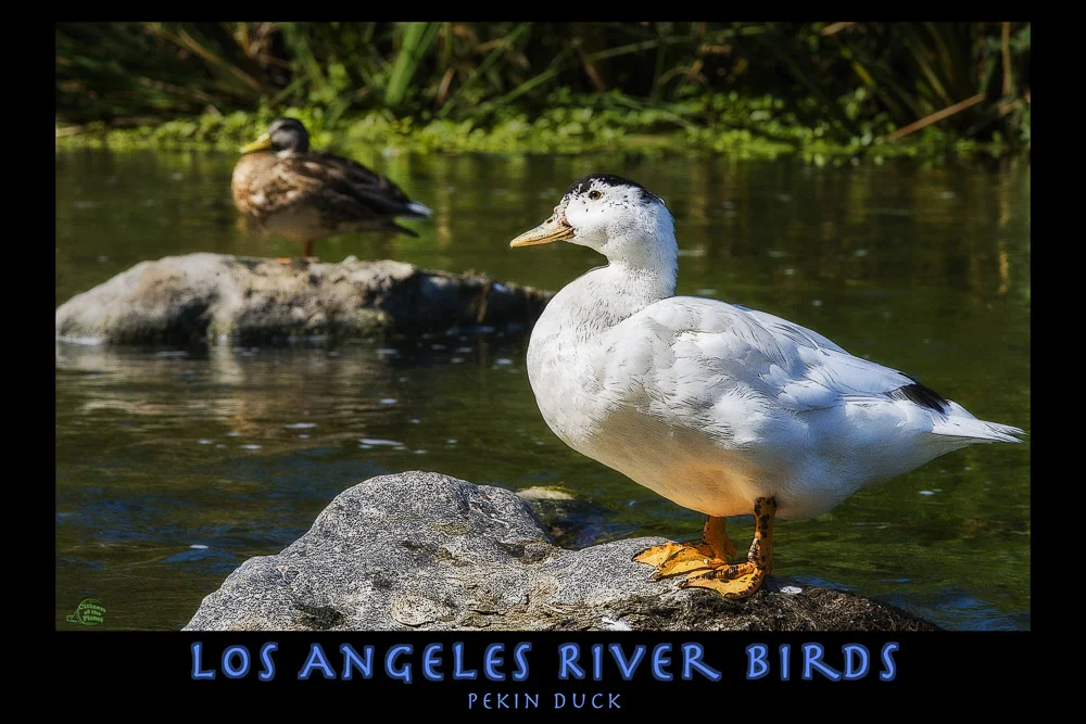 Los Angeles River - After the Rains