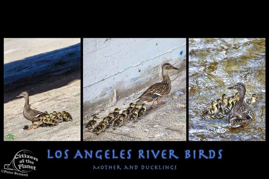 Los Angeles River Water Birds posters