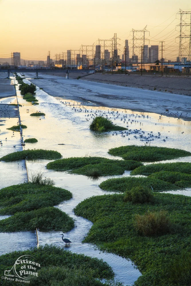 Los Angeles River with waterfowl, south of downtown Los Angeles. Bell, Los Angeles, California, USA