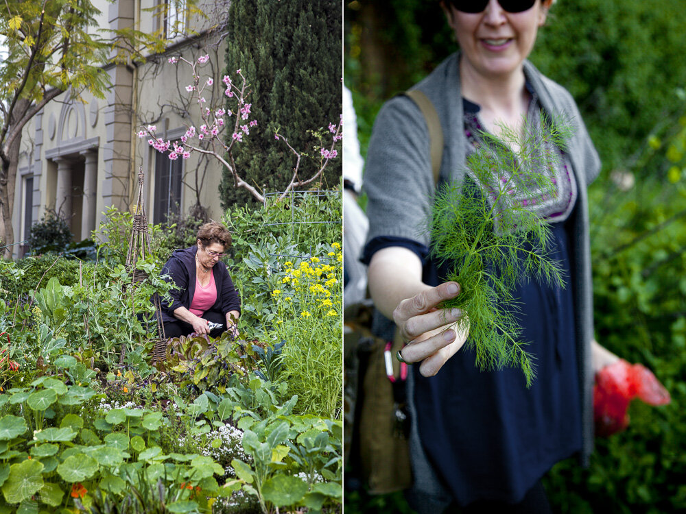  Judy Kirshner working in her garden in upscale Hancock Park. Foraging for wild edibles in Los Angeles neighborhood Echo Park. 