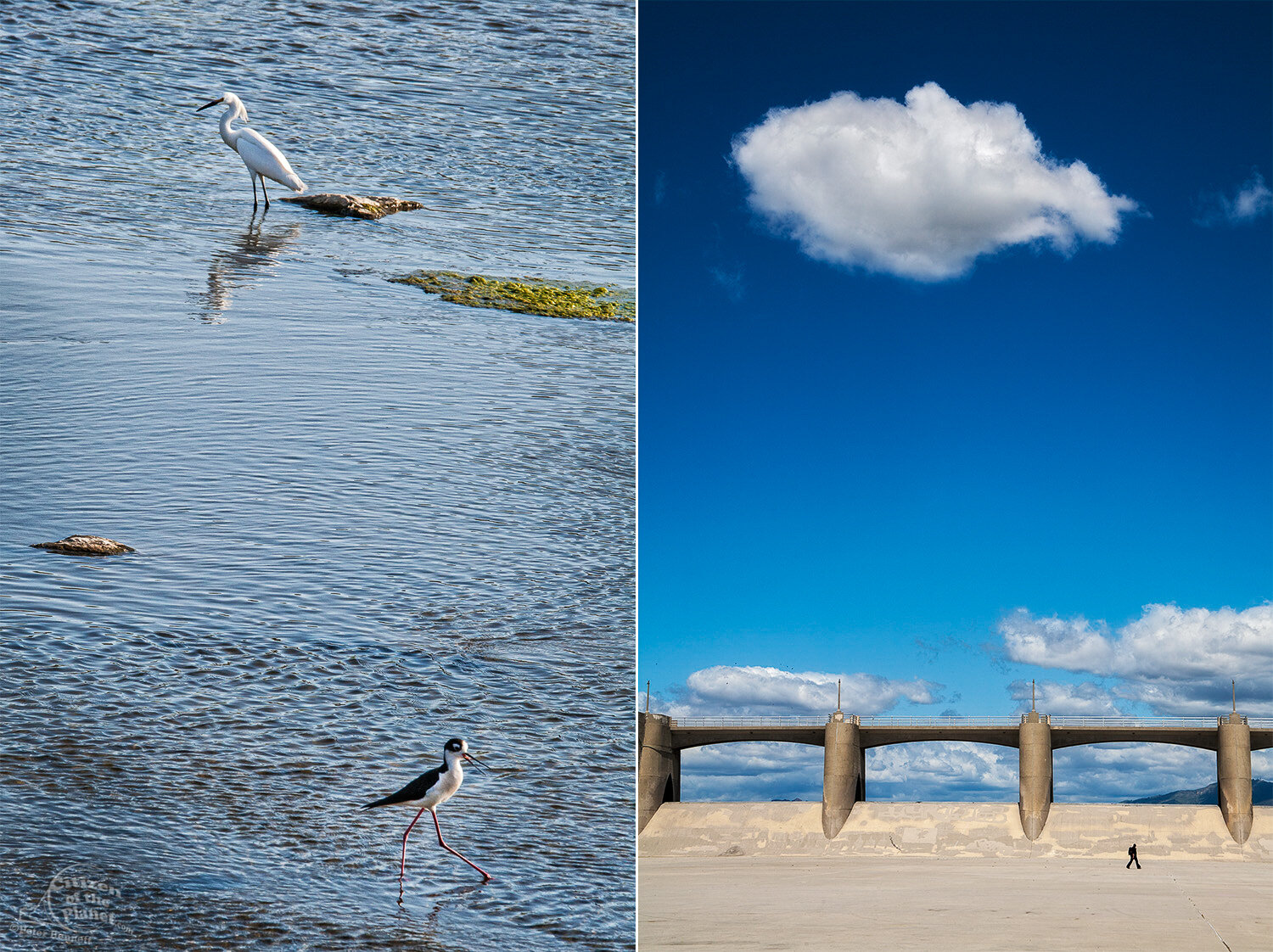  A Snowy Egret and a Black-necked Stilt share the river near the Sepulveda Dam. A lone figure and cloud at the Sepulveda Dam. 