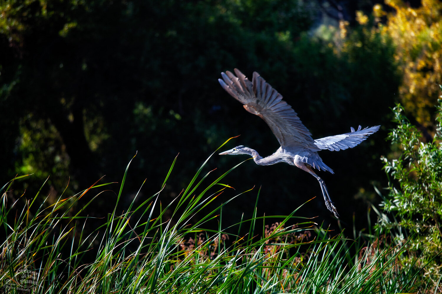  Great Blue Heron Taking Flight, Glendale Narrows. 