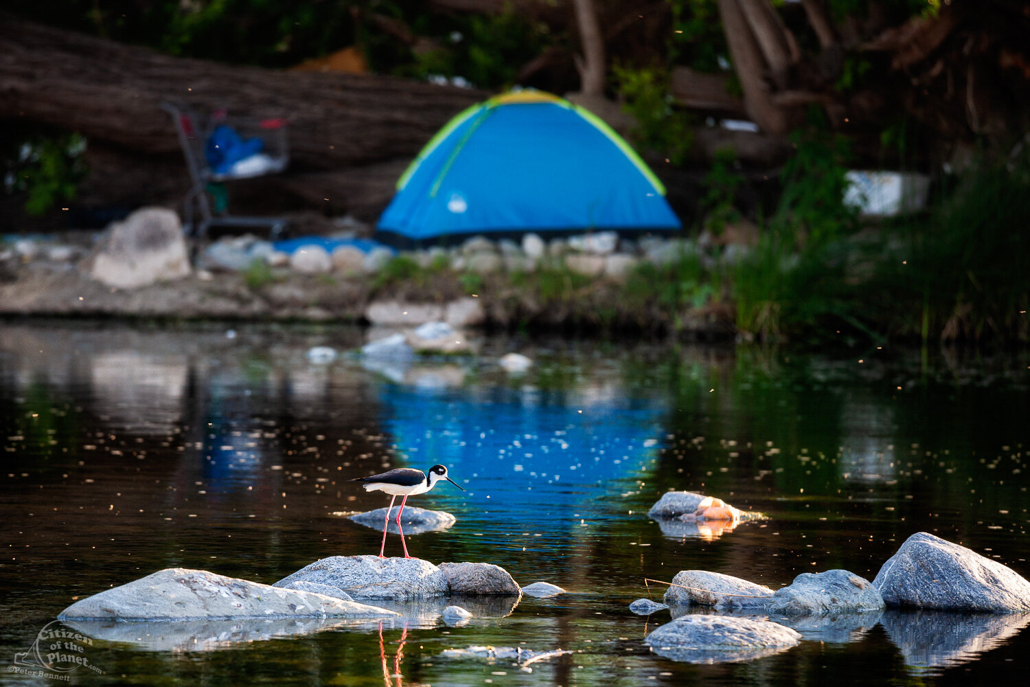  Black-necked Stilt and homeless tent along the Glendale Narrows. Many homeless make their camps along this part of the river due to the protections of the thick underbrush and trees.  