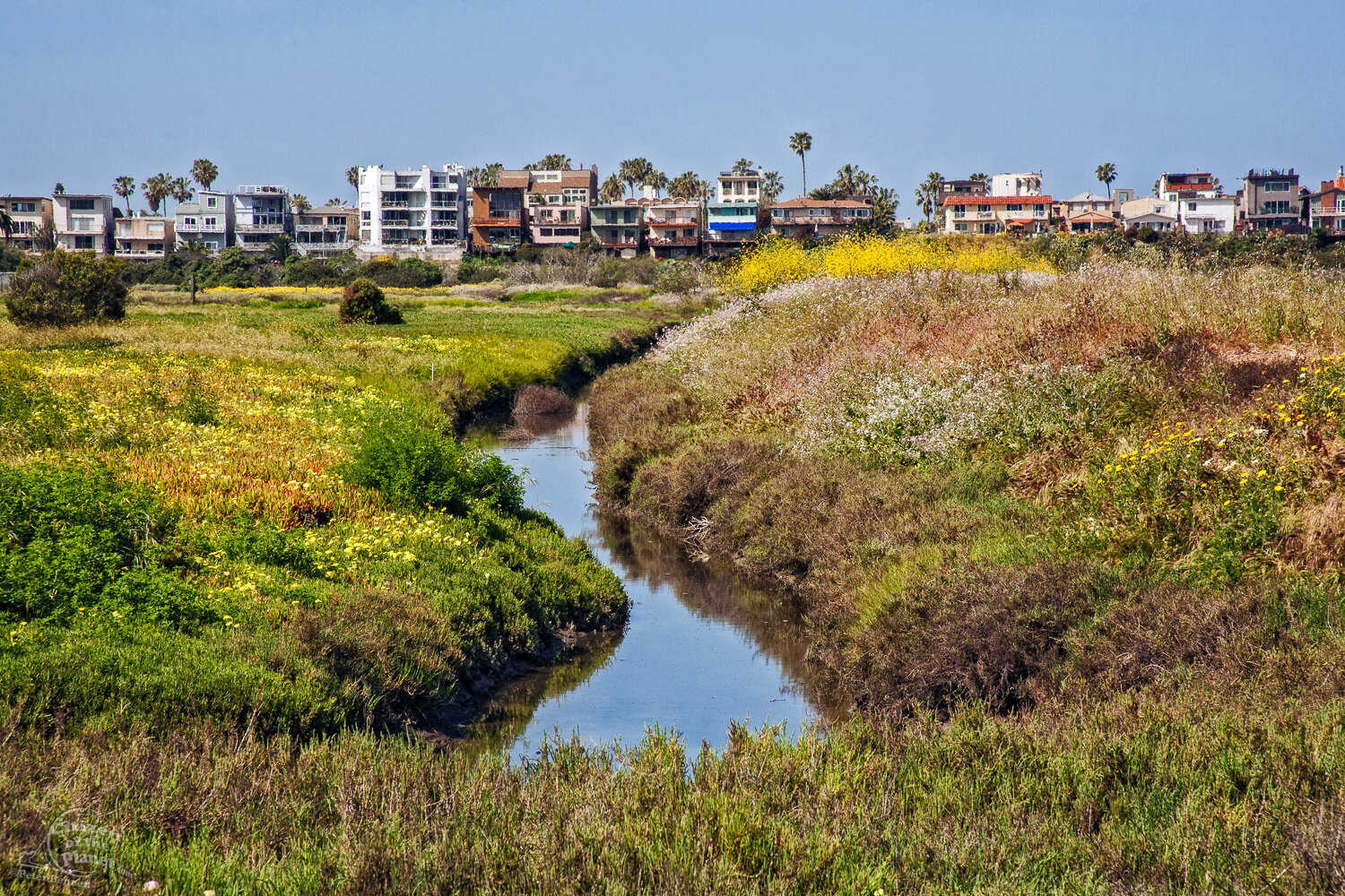  Wildflowers grow abundantly in the wetlands in the Spring, the beach town of Playa Del Rey in the background. 