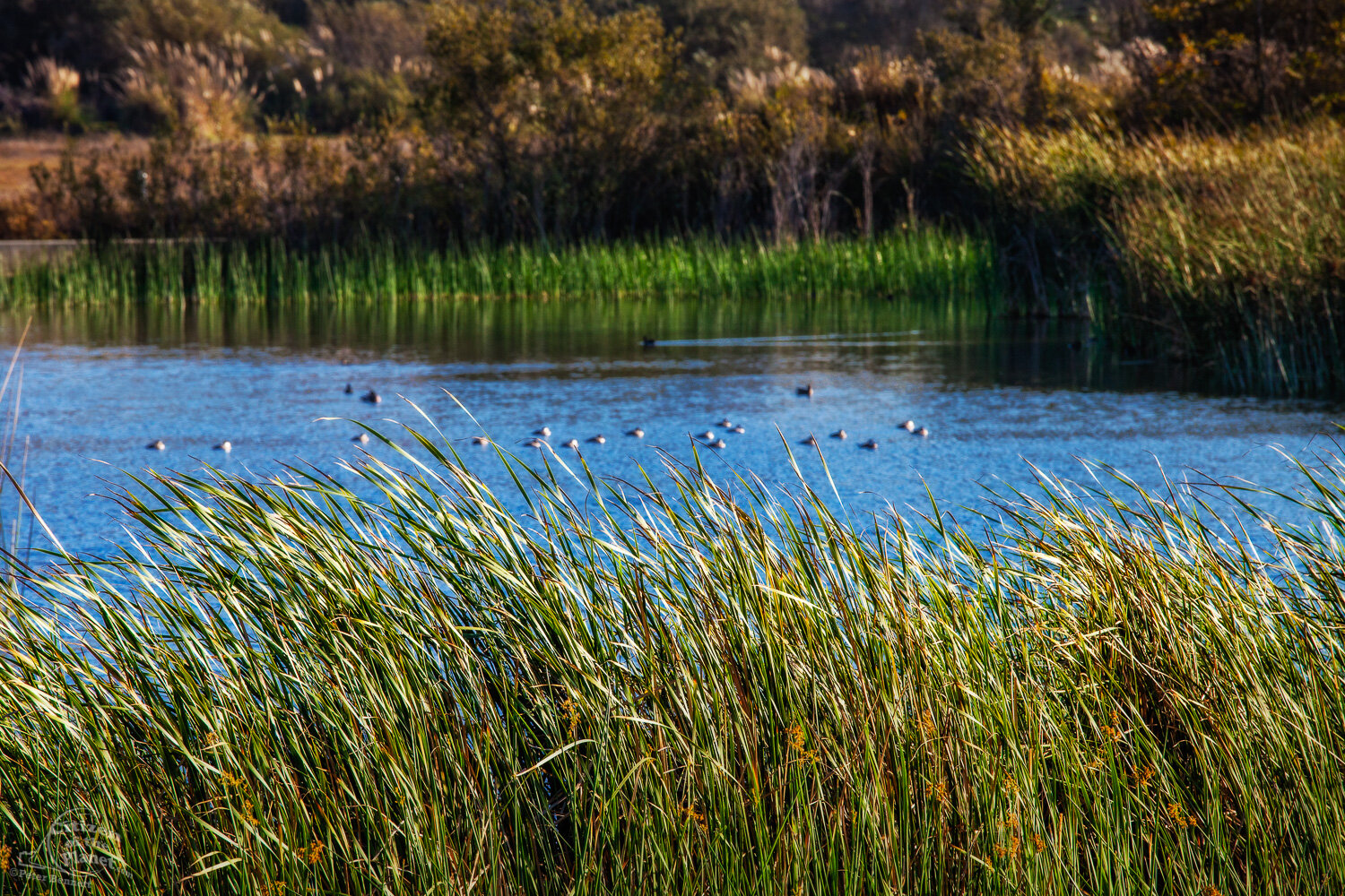  Tall Marsh grass guards the Freshwater Marsh. 